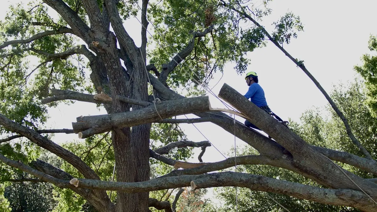 Professional Crown Thinning performed by certified arborists in Sunflower