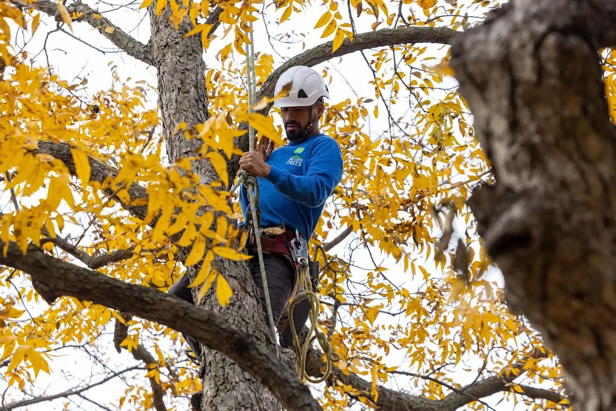 Skilled Tree Trimming crew working in Sunflower